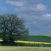 Baum 10