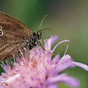 Schmetterling