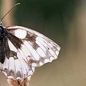 Schmetterling