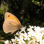 Schmetterling